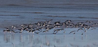 Black-necked Stilts