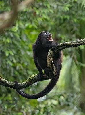 Mantled Howler