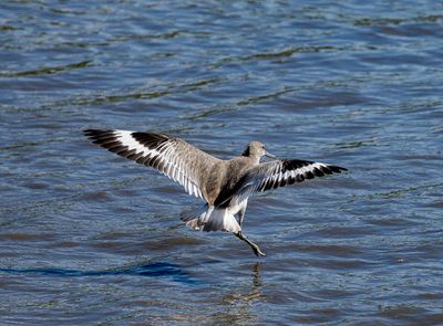 Willet