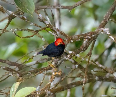 Red-capped Manakin