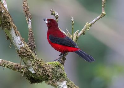 Scarlet-backed Tanager