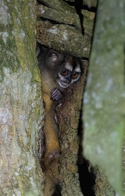 Night Monkey