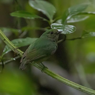 Blue-crowned Manakin (female)