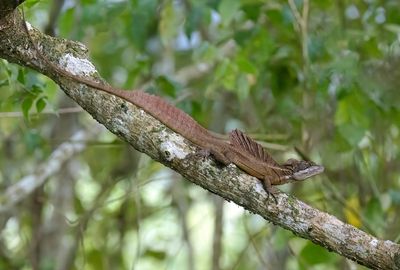 Common Basalisk
