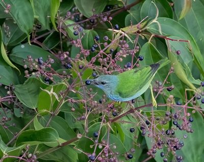 Shining Honeycreeper (female)