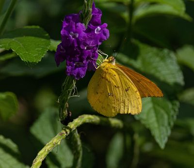 Orange-barred Sulphur