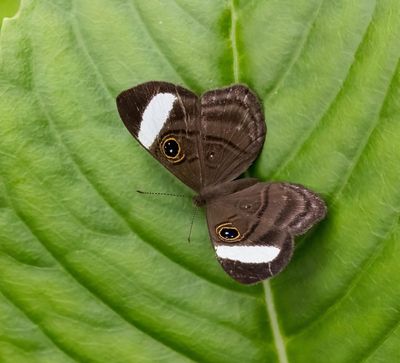 Eyed Metalmark