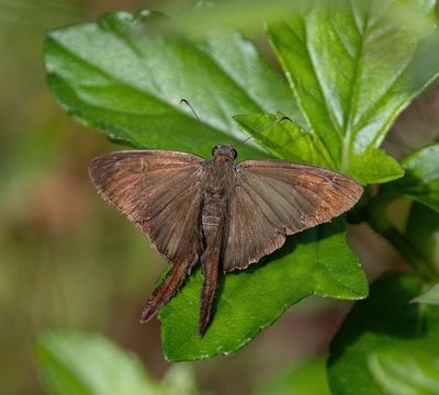 Brown Longtail