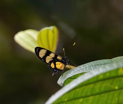 Themisto amberwing (Methona themisto)
