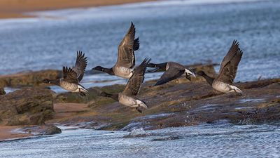 Pale-bellied Brent
