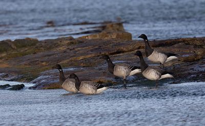 Pale-bellied Brent