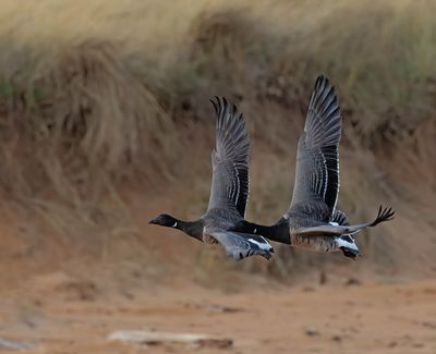 Pale-bellied Brent