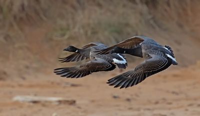 Pale-bellied Brent