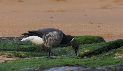 Dark-bellied Brent