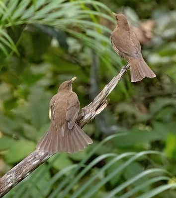 Clay Coloured Thrush