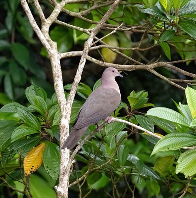 Short-billed Pigeon