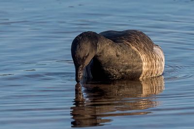 Pale-bellied Brent