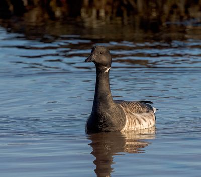 Pale-bellied Brent
