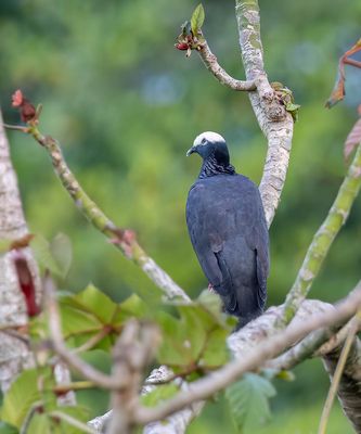 White-headed Pigeon