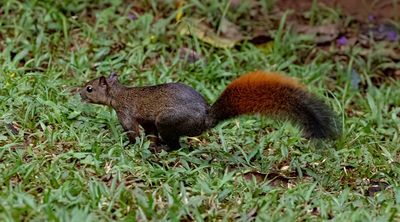 Red-tailed Squirrel