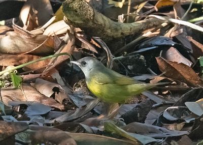 Mourning Warbler (record shot)