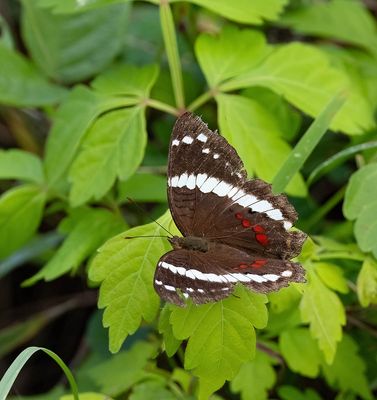 Banded Peacock. (Anartia Fatima)