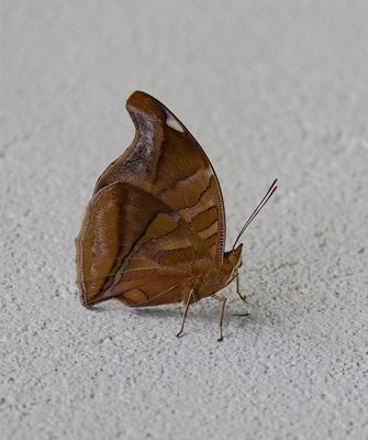 Orion Cecropian (Historis odius)