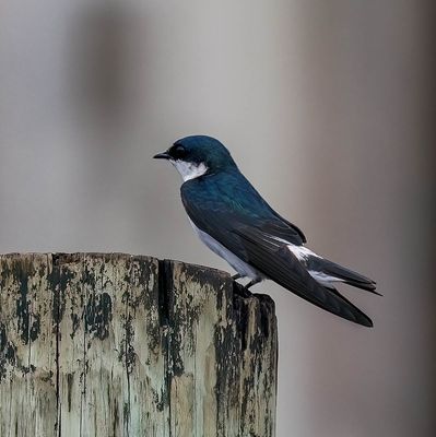 Mangrove Swallow