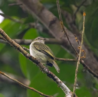 Yellow-margined Flycatcher