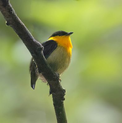 Golden-collared Manakin
