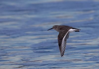 Dunlin