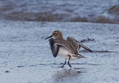 Dunlin