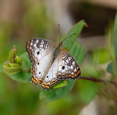 White Peacock (Anartia jatrophae)