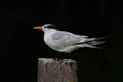 Royal Tern