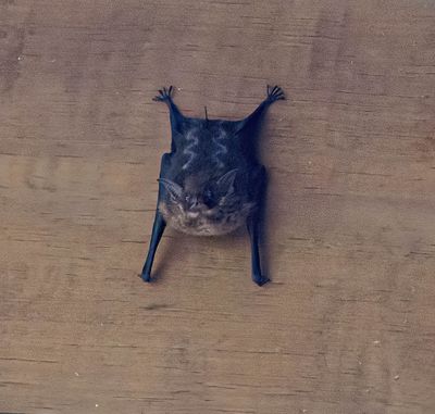 White-lined bat