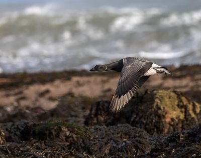 Pale-bellied Brent