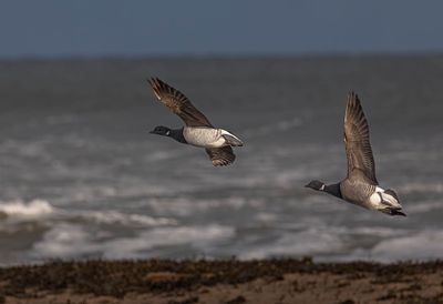 Pale-bellied Brent (L) Dark-bellied (R)