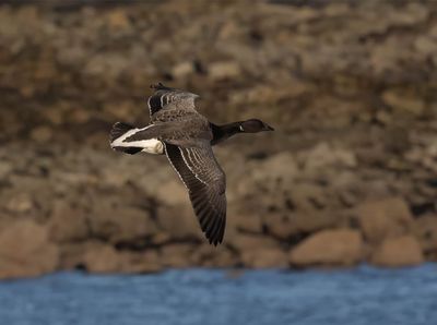 Pale-bellied Brent