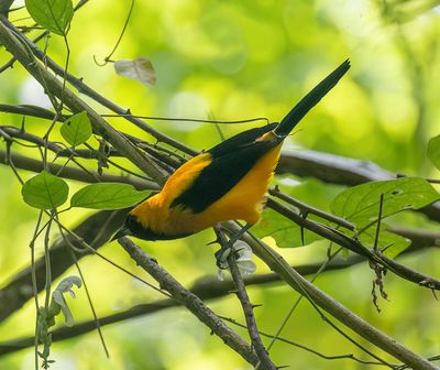 Yellow-backed Oriole