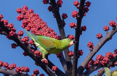 Orange-chinned Parrot