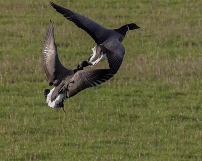 Pale-bellied Brent chasing Dark-bellied