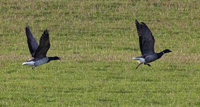 Pale-bellied Brent chasing Dark-bellied