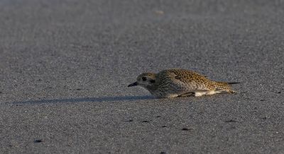 Golden Plover