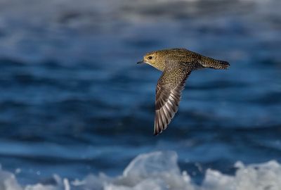 Golden Plover