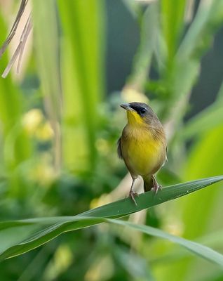Olive-crowned Yellowthroat