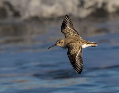 Dunlin