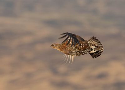 Red Grouse (female)