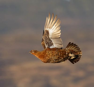 Red Grouse (female)