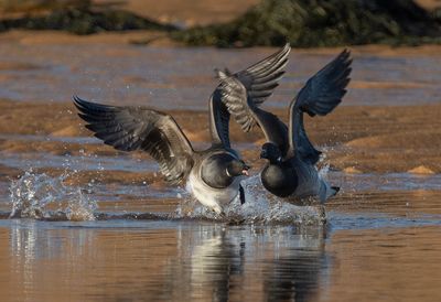 Pale-bellied Brent