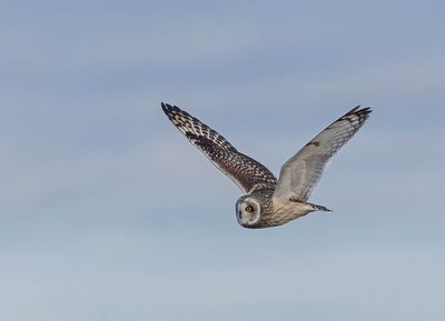 Short-eared Owl